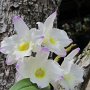 Tree orchid closeup